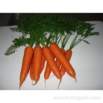 Different Sizes of Washed and Polished Carrot